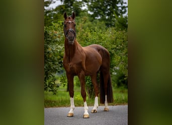 Oldenburg, Stallion, 6 years, 16,1 hh, Chestnut