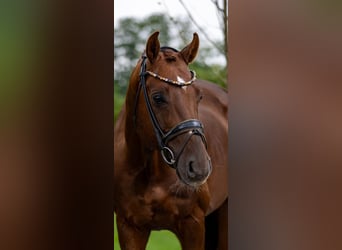 Oldenburg, Stallion, 6 years, 16,1 hh, Chestnut