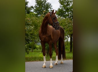 Oldenburg, Stallion, 6 years, 16,1 hh, Chestnut
