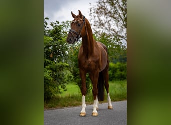 Oldenburg, Stallion, 6 years, 16,1 hh, Chestnut