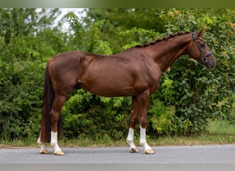 Oldenburg, Stallion, 6 years, 16,1 hh, Chestnut