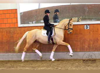 Oldenburg, Stallion, 6 years, 16,3 hh