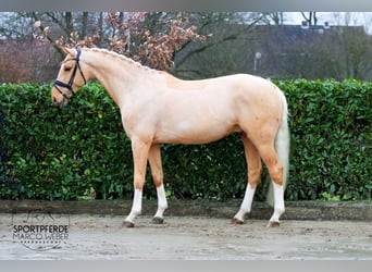 Oldenburg, Stallion, 6 years, 16,3 hh, Palomino