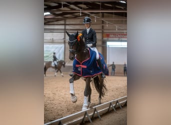 Oldenburg, Stallion, 6 years, 17,1 hh, Bay-Dark