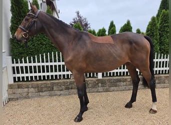 Oldenburg, Stallion, 7 years, 16.1 hh, Brown