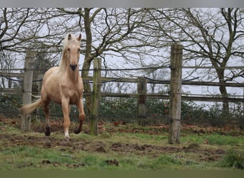 Oldenburg, Stallion, 7 years, 16,3 hh, Palomino