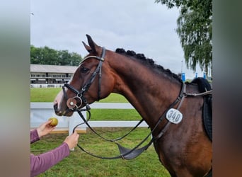 Oldenburg, Stallion, 7 years, 16 hh