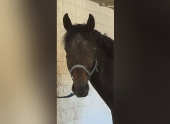 Oldenburg, Stallion, 7 years, 16,2 hh, Brown