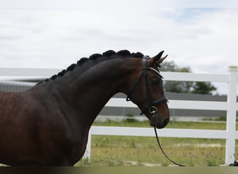 Oldenburg, Stallion, 7 years, 17 hh, Brown