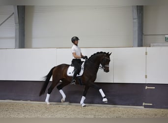 Oldenburg, Stallion, 7 years, 17 hh, Brown