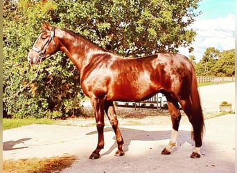 Oldenburg, Stallion, 7 years, 17 hh, Chestnut