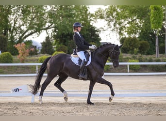 Oldenburg, Stallion, 8 years, 16.1 hh, Black