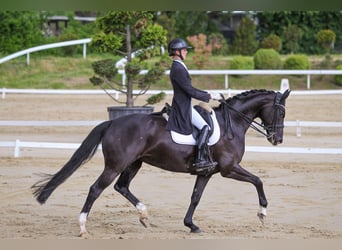Oldenburg, Stallion, 8 years, 16.1 hh, Black