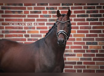 Oldenburg, Stallion, 8 years, 16,1 hh, Brown