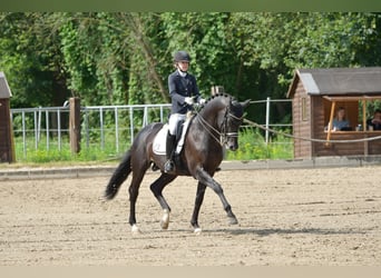 Oldenburg, Stallion, 8 years, 16.2 hh, Black