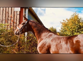 Oldenburg, Stallion, 8 years, 17 hh, Chestnut