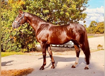 Oldenburg, Stallion, 8 years, 17 hh, Chestnut