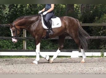 Oldenburg, Stallion, 8 years, 17 hh, Chestnut