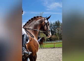 Oldenburg, Stallion, 8 years, 17 hh, Chestnut