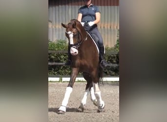 Oldenburg, Stallion, 8 years, 17 hh, Chestnut