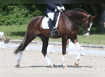 Oldenburg, Stallion, 8 years, 17 hh
