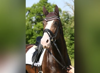 Oldenburg, Stallion, 8 years, 17 hh