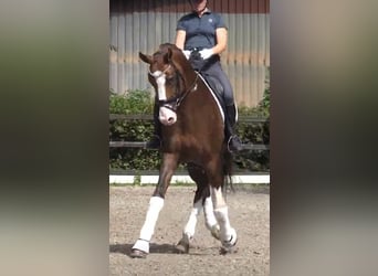 Oldenburg, Stallion, 8 years, 17 hh