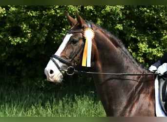 Oldenburg, Stallion, 8 years, 17 hh