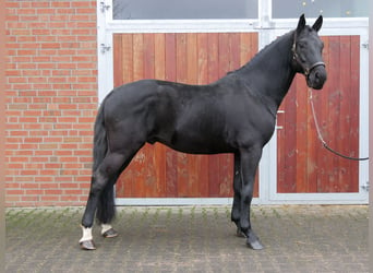 Oldenburg, Stallion, 9 years, 16.1 hh, Black