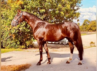 Oldenburg, Stallion, 9 years, 17 hh, Chestnut