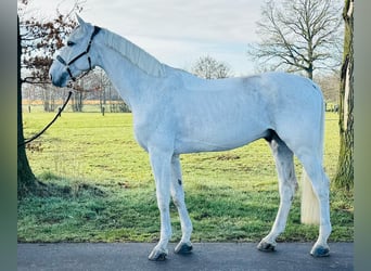 Oldenburg, Stallion, 9 years, 17 hh, Gray