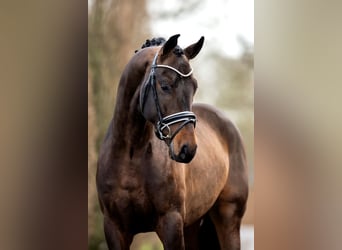 Oldenburg, Stallion, 5 years, 16.1 hh, Bay-Dark