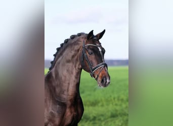 Oldenburg, Stallion, 27 years, 16.2 hh, Bay-Dark