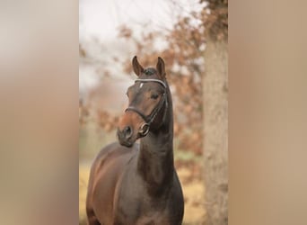 Oldenburg, Stallion, 19 years, Bay-Dark