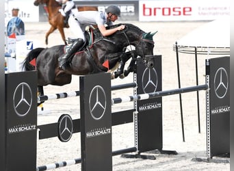 Oldenburg, Stallion, 19 years, 16,1 hh, Bay-Dark