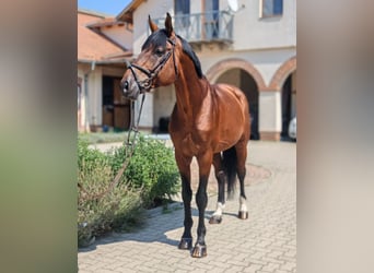 Oldenburg, Stallion, 12 years, 17.1 hh, Bay