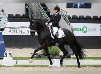 Oldenburg, Stallion, 10 years, 17 hh, Black