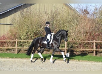 Oldenburg, Stallion, 13 years, 16.3 hh, Black