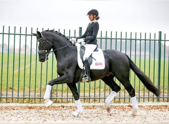 Oldenburg, Stallion, 11 years, 17 hh, Black