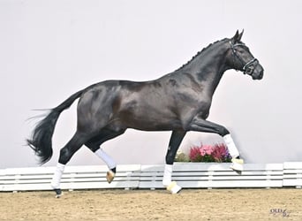 Oldenburg, Stallion, 6 years, 16.3 hh, Black