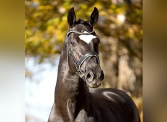 Oldenburg, Stallion, 11 years, 17 hh, Black