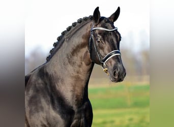Oldenburg, Stallion, 20 years, 16.2 hh, Black