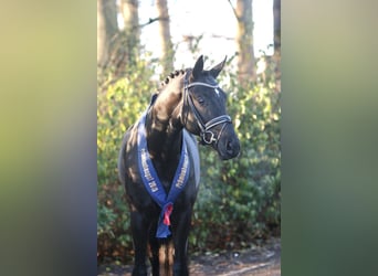 Oldenburg, Stallion, 7 years, 17 hh, Black