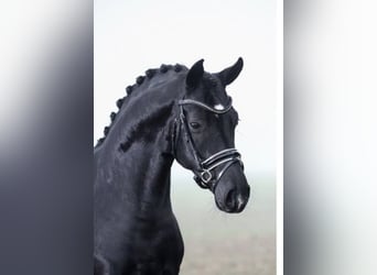 Oldenburg, Stallion, 8 years, 16.1 hh, Black