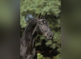 Oldenburg, Stallion, 35 years, 16.3 hh, Black