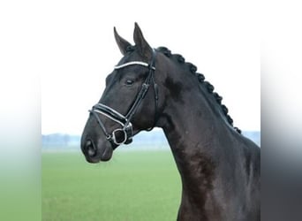Oldenburg, Stallion, 6 years, 16.3 hh, Black