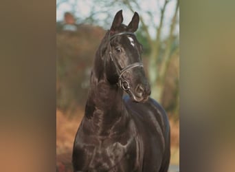 Oldenburg, Stallion, 35 years, 16.2 hh, Black