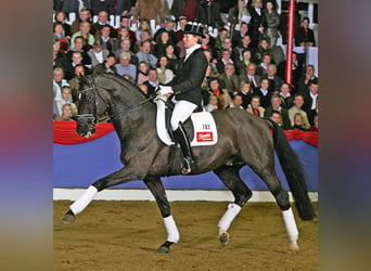 Oldenburg, Stallion, 22 years, 16.1 hh, Black