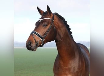 Oldenburg, Stallion, 6 years, 16.2 hh, Brown