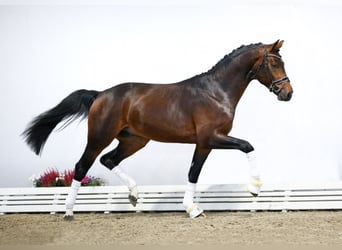 Oldenburg, Stallion, 6 years, 16.2 hh, Brown